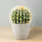 Coco Artificial Cactus Potted Plant 11