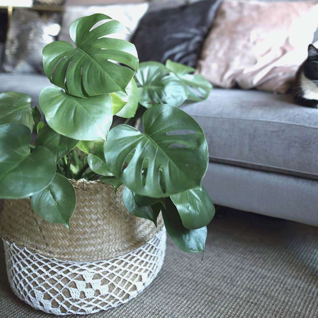 Costa - Seagrass Basket With White Net Pattern 
