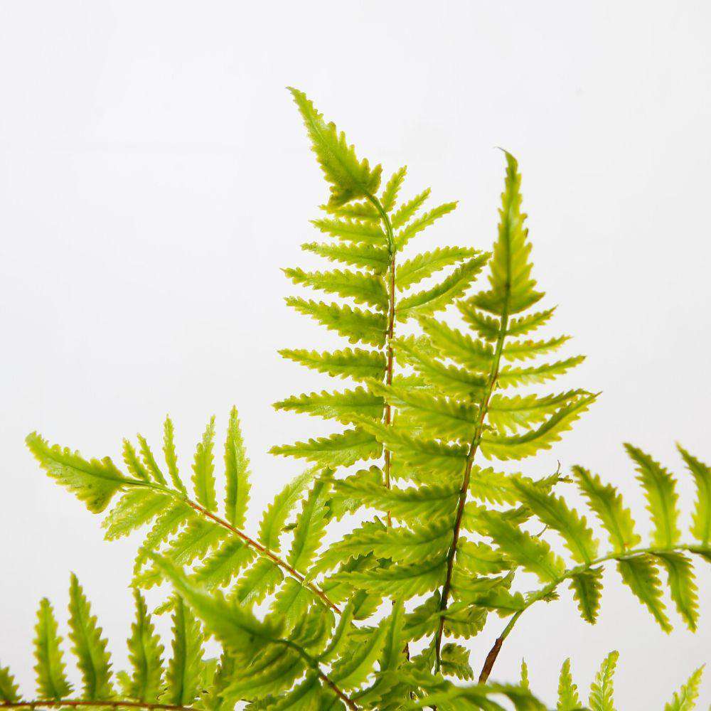 Dasa Potted Faux Fern 