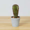 Goza Artificial Cactus Tree Potted Plant – 9