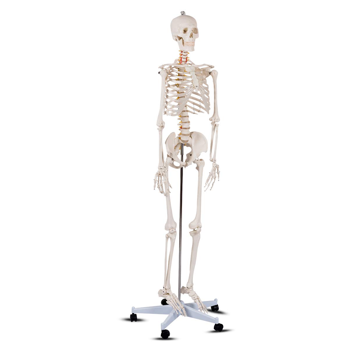 Giantex B010L18XEW Life Size 70.8" Human Anatomical Anatomy Skeleton Medical Model Stand 