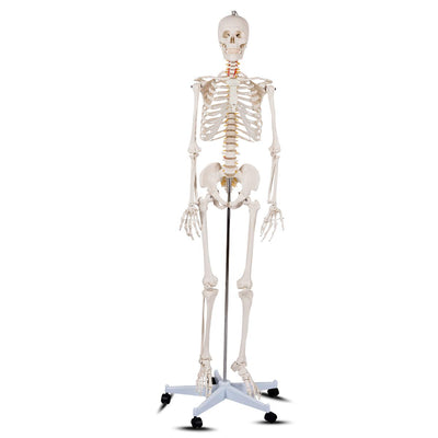 Giantex 70.8" Life Size Skeleton Model, with Roller Stand, 2 Casters with Brake, Removable Parts, Anatomical Poster and Dust Cover 