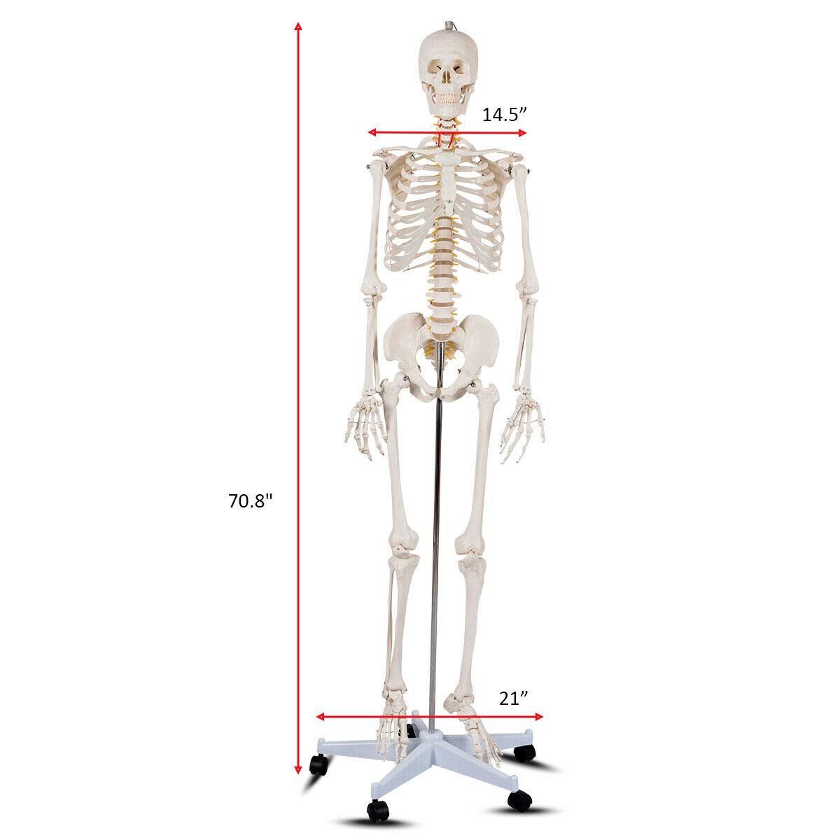 Giantex 70.8" Life Size Skeleton Model, with Roller Stand, 2 Casters with Brake, Removable Parts, Anatomical Poster and Dust Cover 