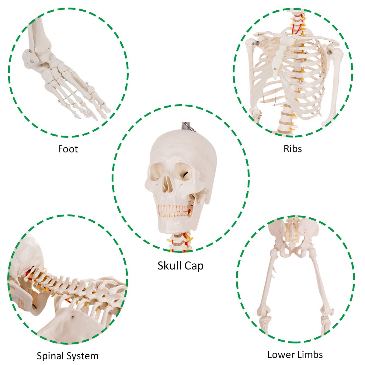 Giantex 70.8" Life Size Skeleton Model, with Roller Stand, 2 Casters with Brake, Removable Parts, Anatomical Poster and Dust Cover 