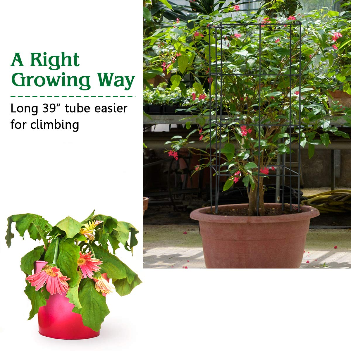 Giantex Pack of 4 Plant Cage Support, Tomato Stakes and Cages (16''Lx 16''Wx 39''H (4 Pieces)) 