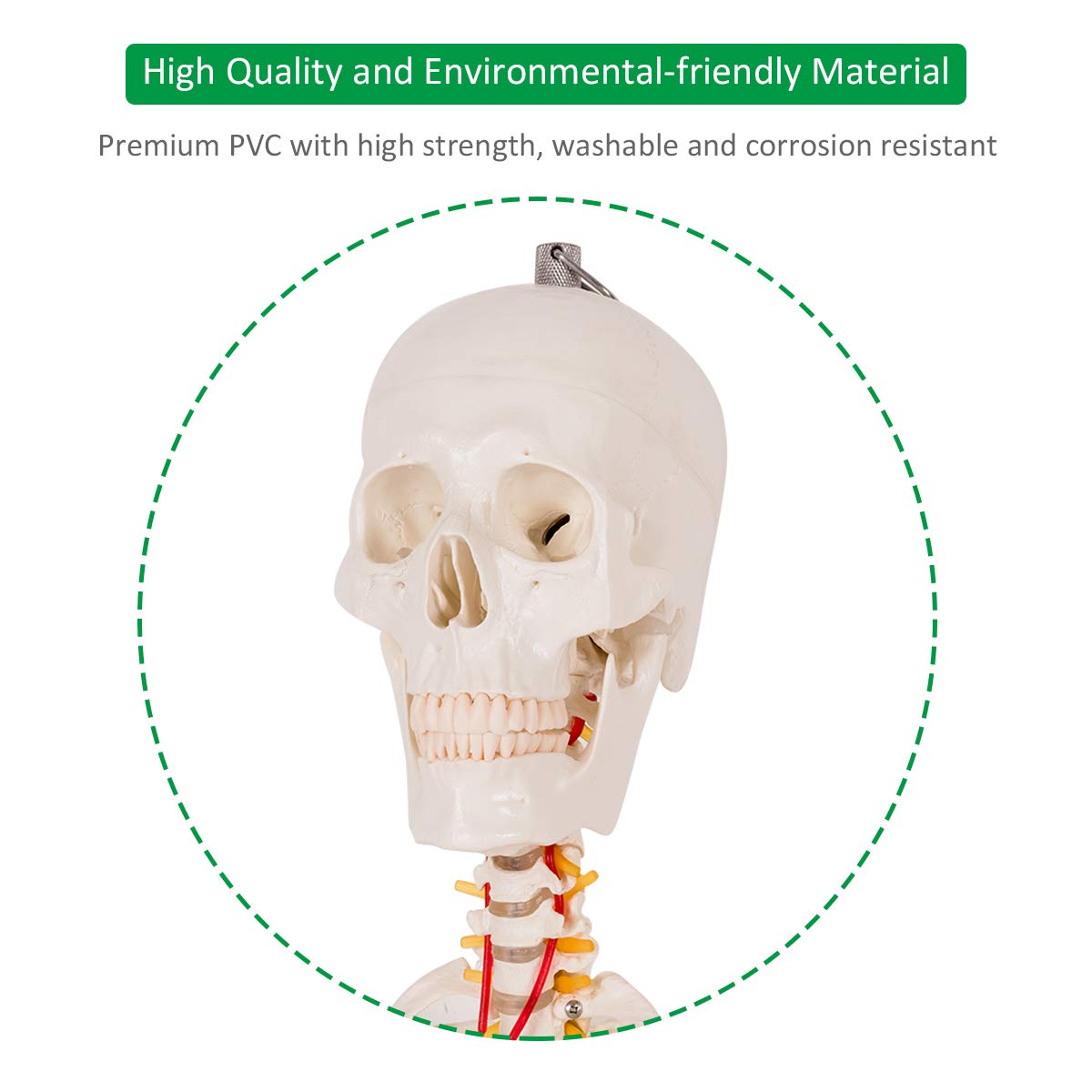 Giantex 70.8" Life Size Skeleton Model, with Roller Stand, 2 Casters with Brake, Removable Parts, Anatomical Poster and Dust Cover 