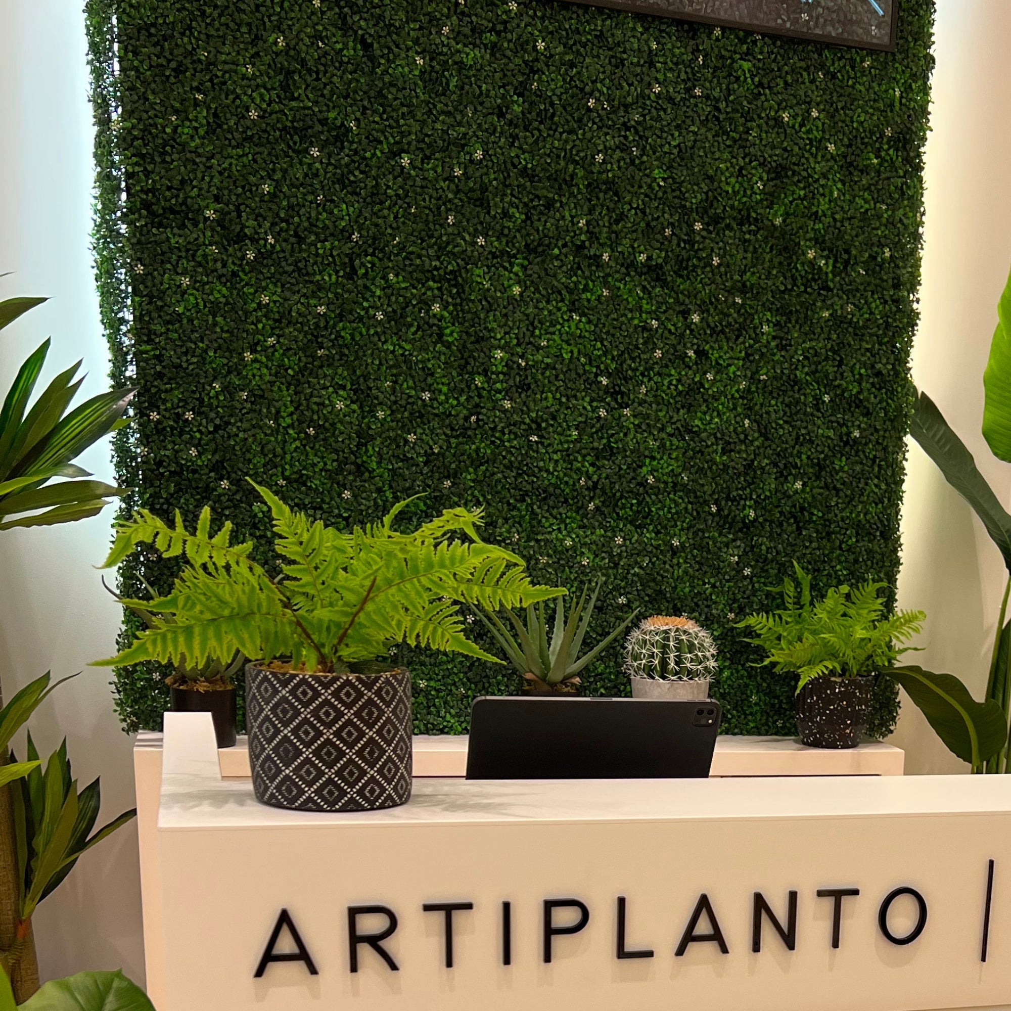 Barcelona (box of 12) 