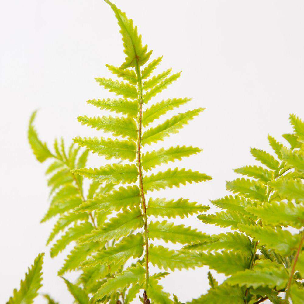 Jula Potted Faux Fern 