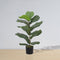 Anza Artificial Fiddle Leaf Potted Plant | Realistic Faux Plant, Multiple Sizes, Indoor & Outdoor