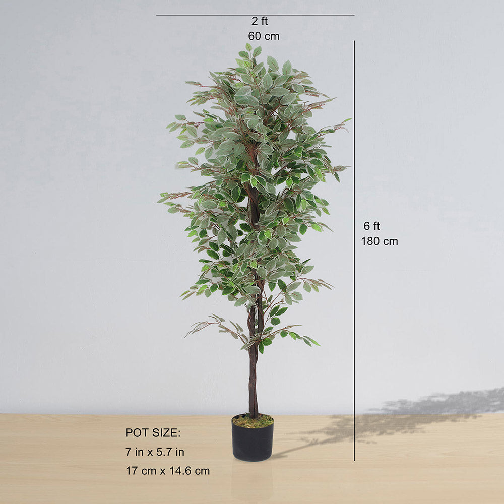 Olaya Artificial Ficus Potted Plant 6' 