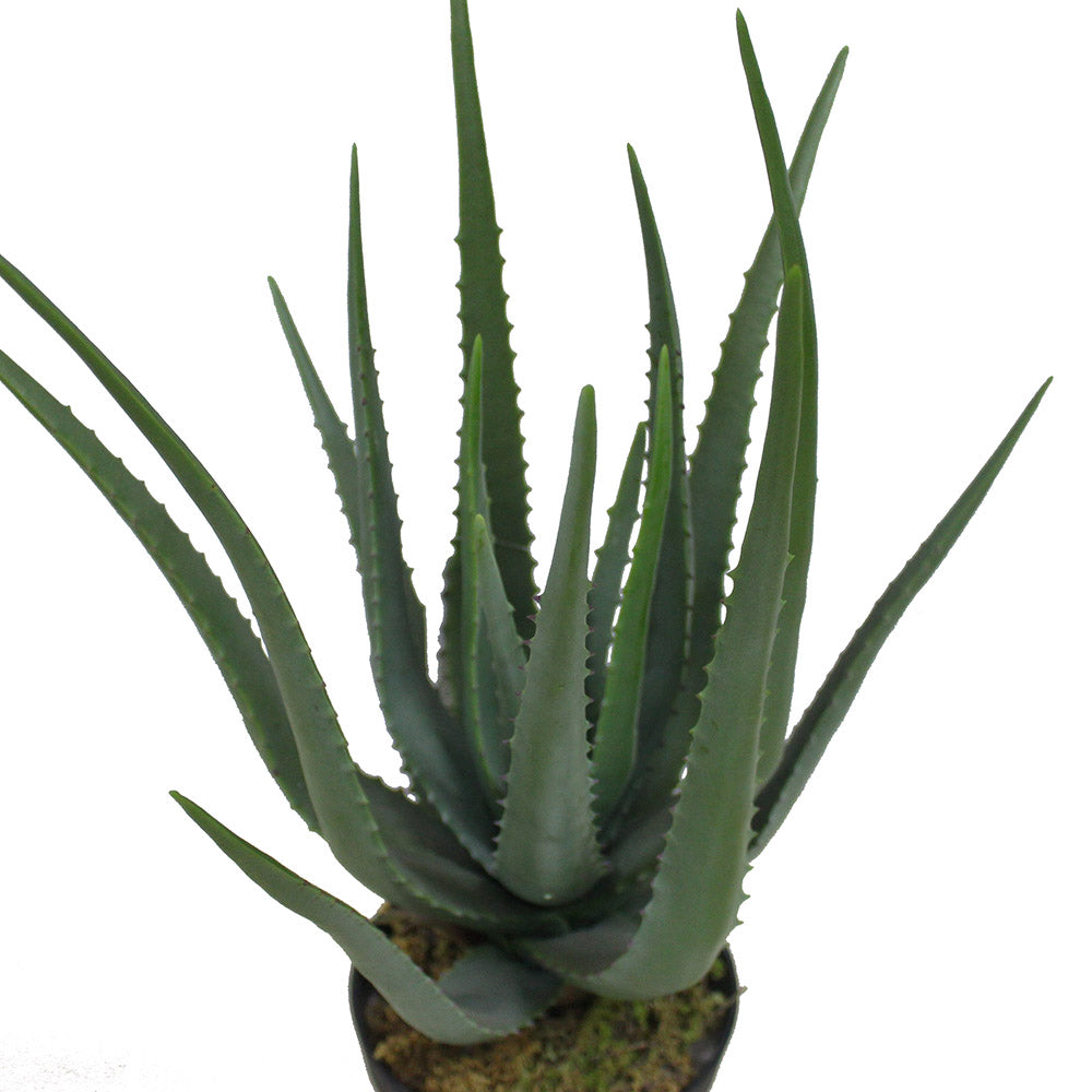 Guamo Artificial Aloe Vera Potted Plant (Multiple Sizes) 