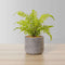 Kuta Potted Faux Fern – Realistic Artificial Fern Plant with Lush Green Fronds, Handcrafted Indoor Greenery, Pet-Safe & Maintenance-Free Décor