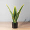 Leti Artificial Snake Sansevieria Potted Plant 21'' – Realistic Faux Yellow & Green Snake Plant for Indoor Décor