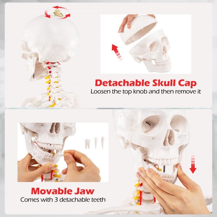 Life-Size Human Skeleton Model with Nerves for Anatomy Study & Education