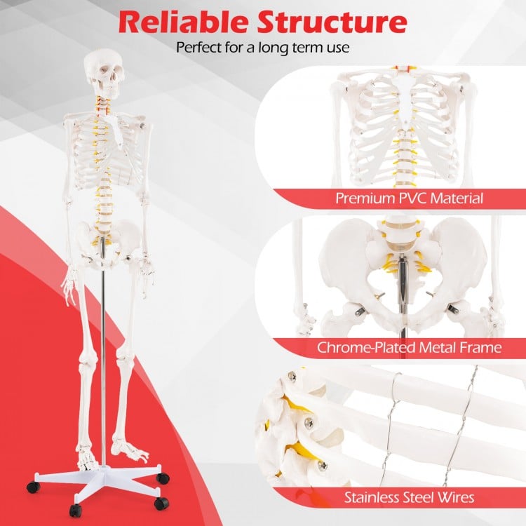 Life-Size Human Skeleton Model with Nerves for Anatomy Study & Education