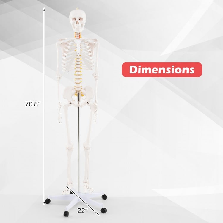 Life-Size Human Skeleton Model with Nerves for Anatomy Study & Education