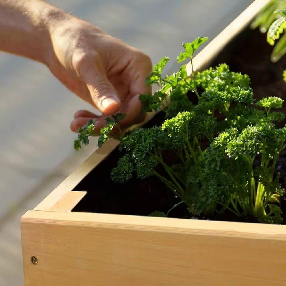 Outdoor Modern Natural Cedar Wood Raised Garden Bed Planter 70-inch x 31-inch - Free Shipping 