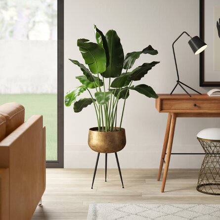 Sara - Brass Planter With Black Legs 