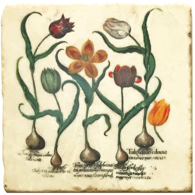 Mixed Bulb Botanical 