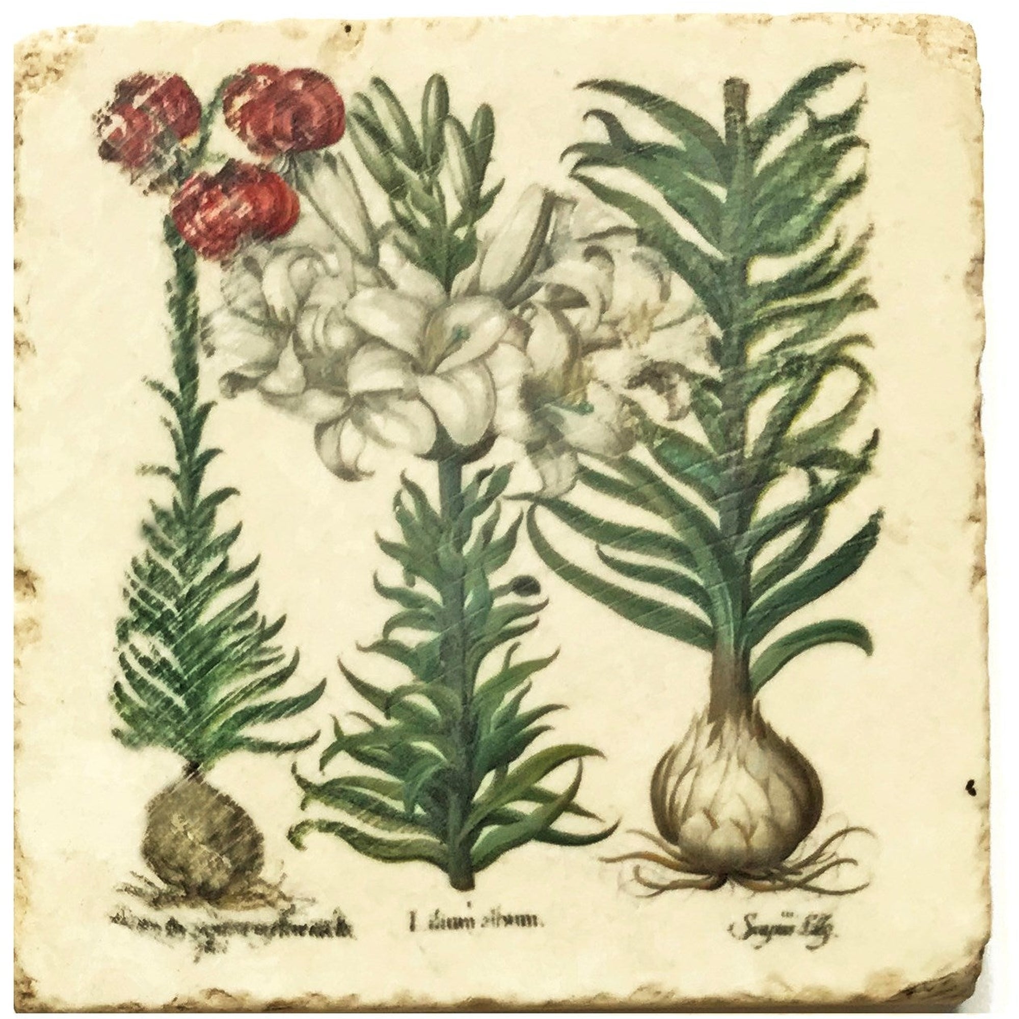 Mixed Botanical Long Fronded 