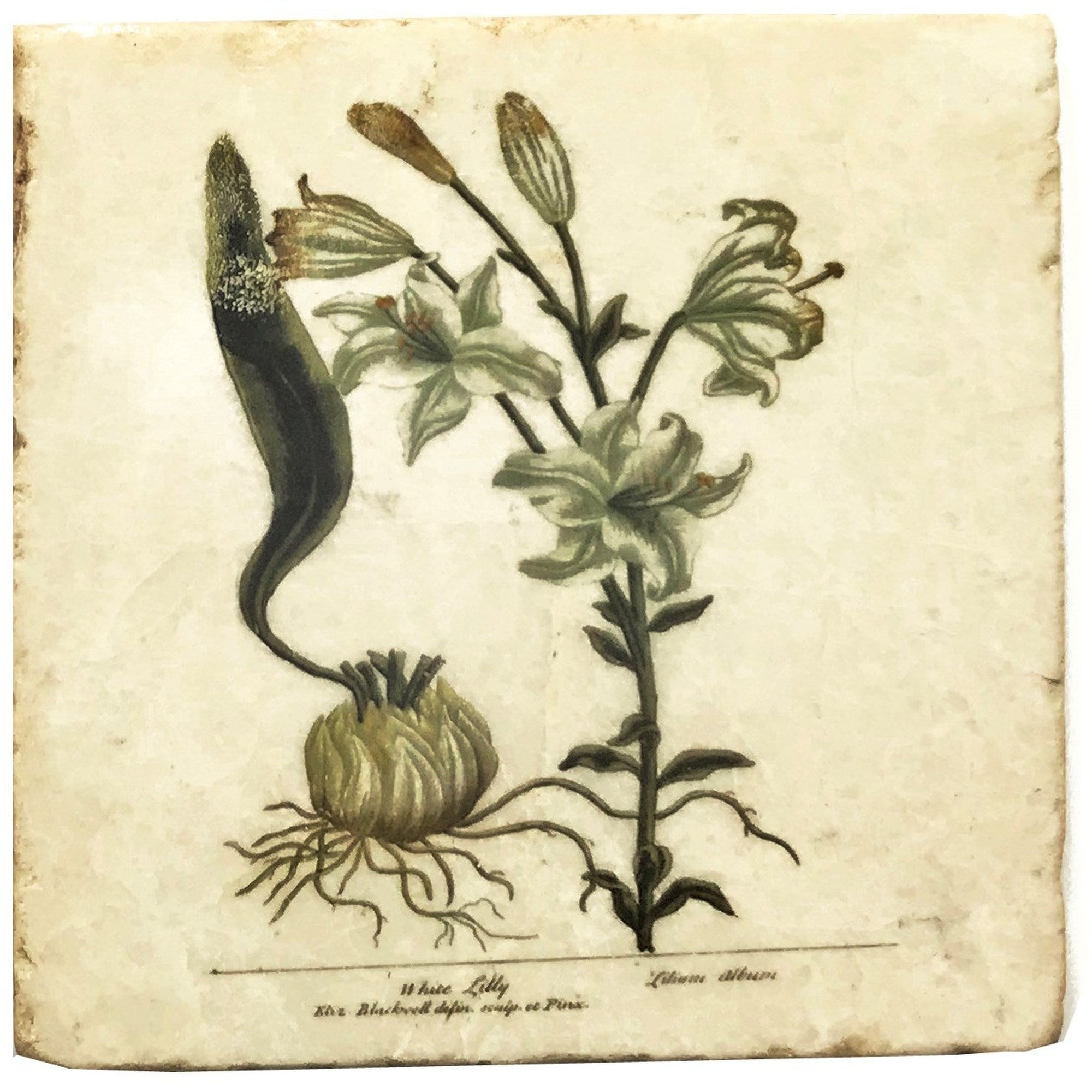 Mixed Botanical WT Lily Coasters 