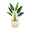 Pokha Seagrass Basket With Tassel – Handwoven Natural Decorative Planter by ArtiPlanto