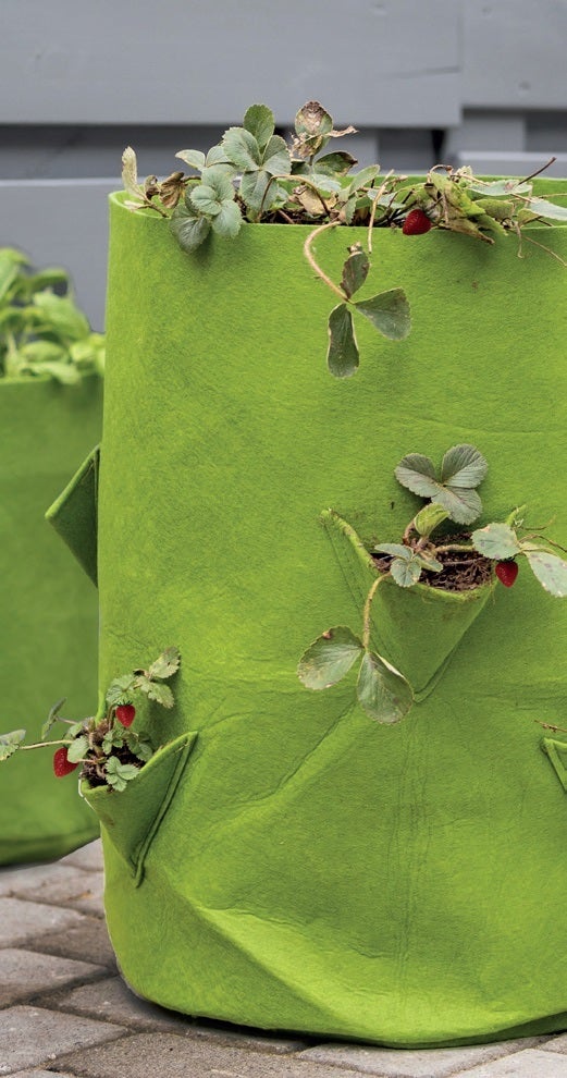 Grow Bag Strawberries/Herbs 