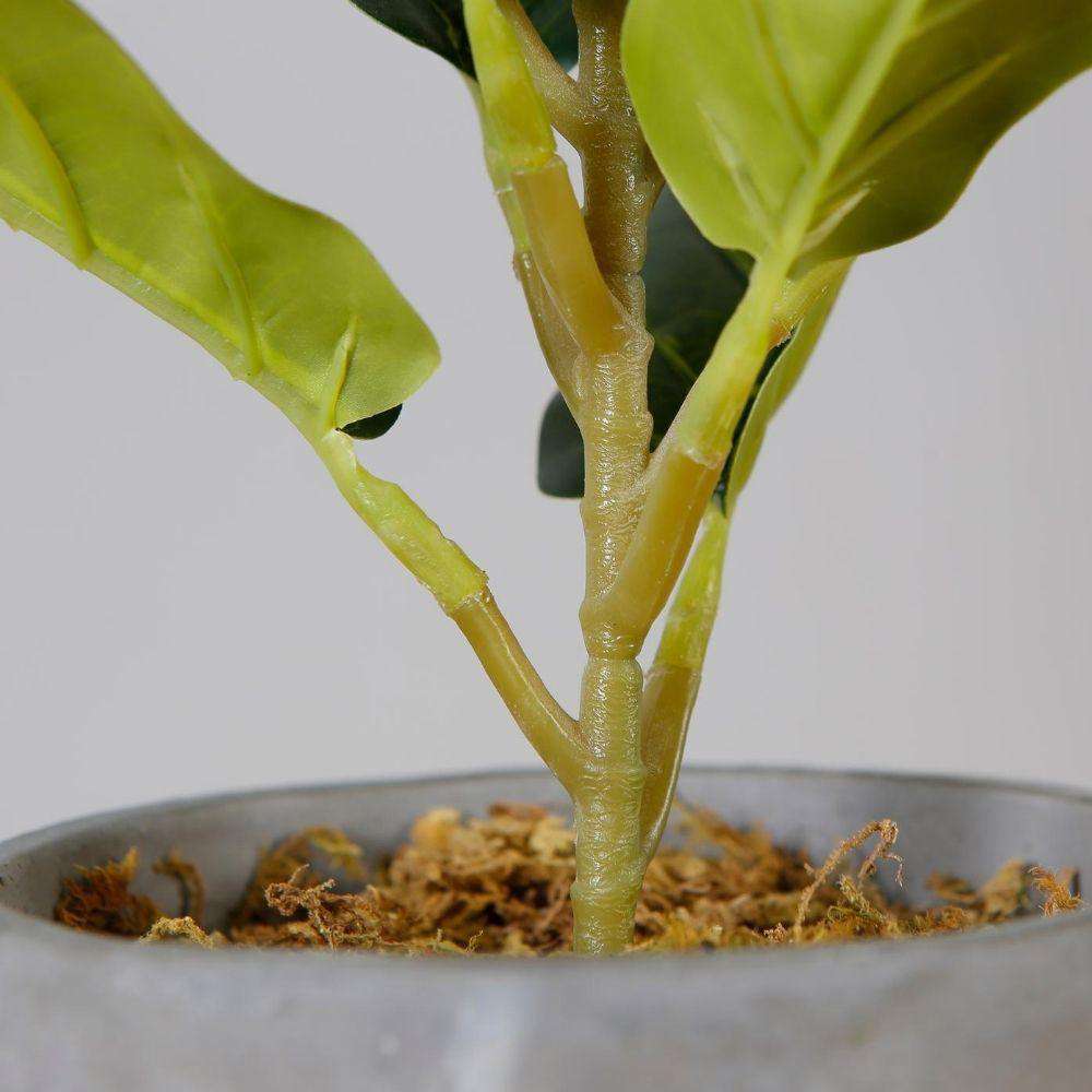 Panuco Potted Faux Fiddle Plant 