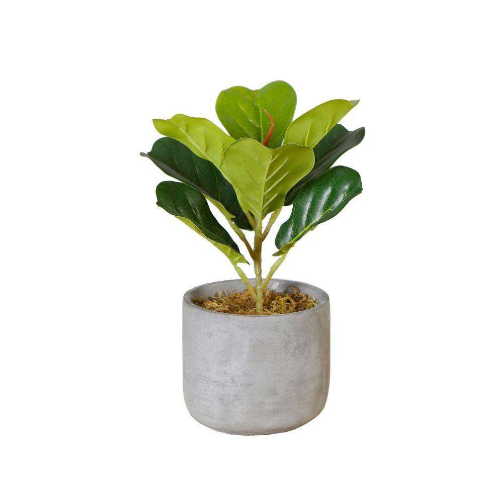 Panuco Potted Faux Fiddle Plant 