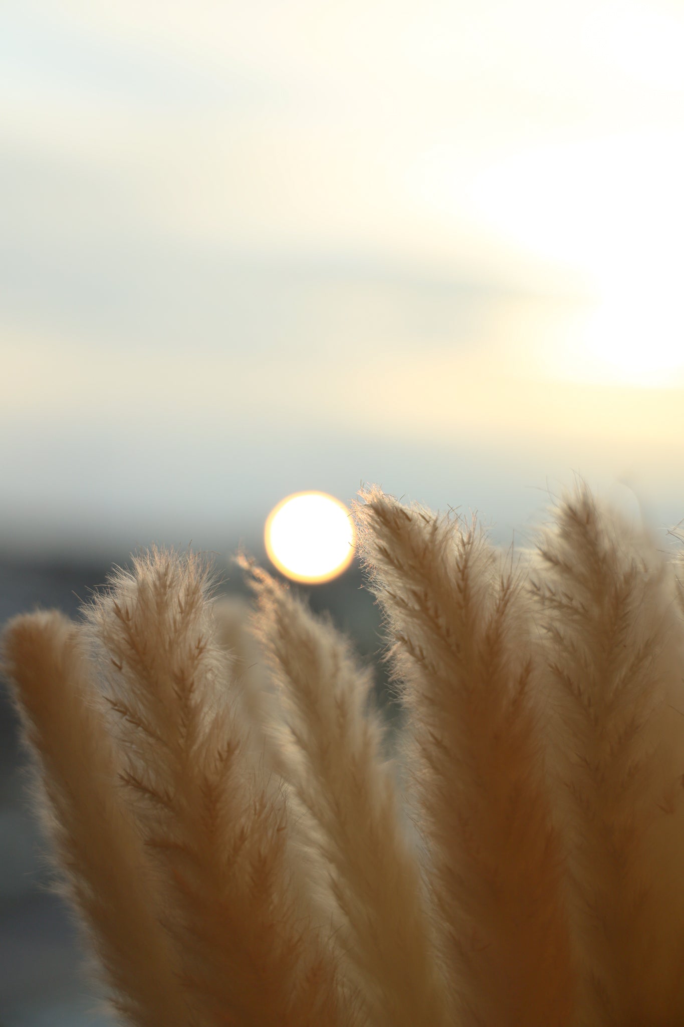 Beige Pampas Bouquet 26'' (Set Of 30) 