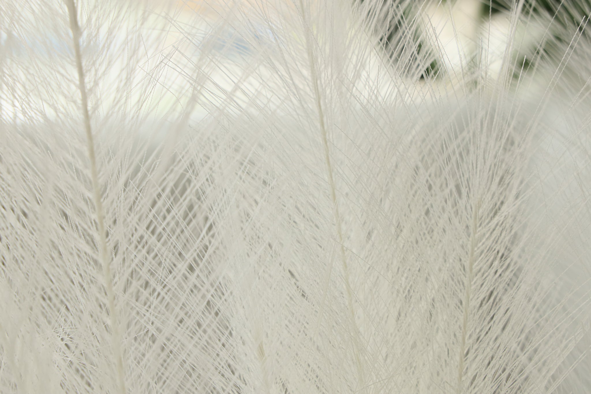 Artificial Pampas Grass Arrangement Ivory (2 Sizes) 