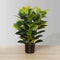 Rubi Artificial Rubber Potted Plant 2.5' – Realistic Faux Rubber Tree with Lush Green Foliage, Handcrafted by ArtiPlanto
