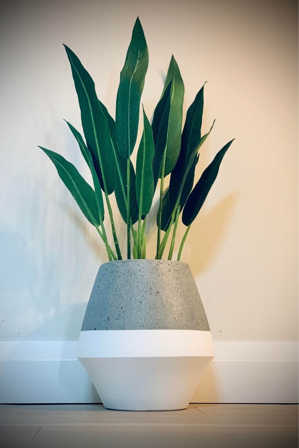 Gia Cement Planter 