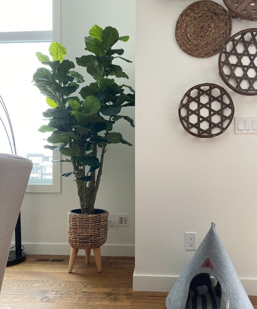 Pico Artificial Fiddle Leaf Potted Plant 5.5' 