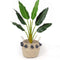 Vienna Seagrass Basket with Black Tassel – Handwoven Natural Seagrass Planter for Boho Home Décor