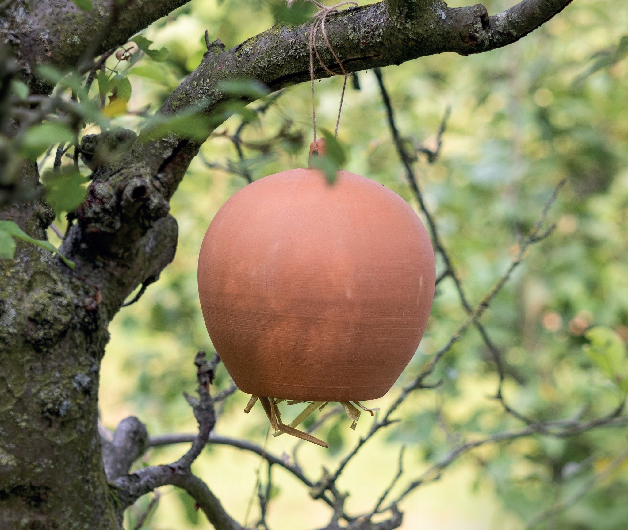 Earwig Pot 
