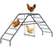 Chicken Coop Perches with Swing, Chicken Run Accessories Toy for Healthy & Happy, for Backyard Farm