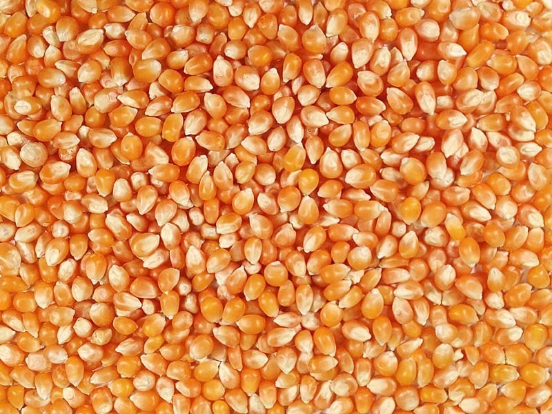 50 lbs Bulk Premium Organic Yellow Popcorn Kernels (Product of Canada) 