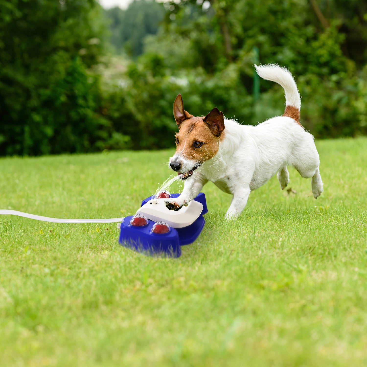 Dog Water Fountain Multifunctional Automatic Pet Water Dispenser Outdoor Step-on Activated Sprinkler for Drinking Shower Fun 