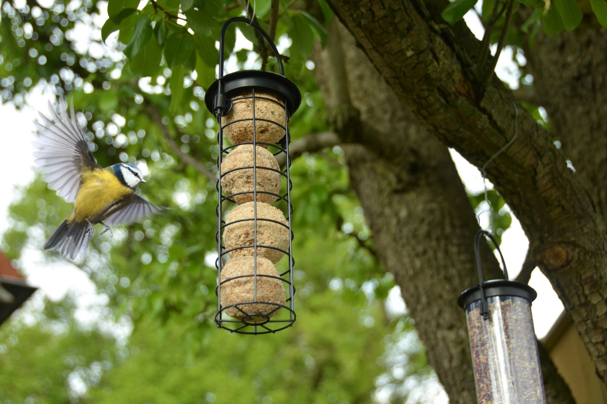 Suet Ball Dispenser, Excl. Bird Food 