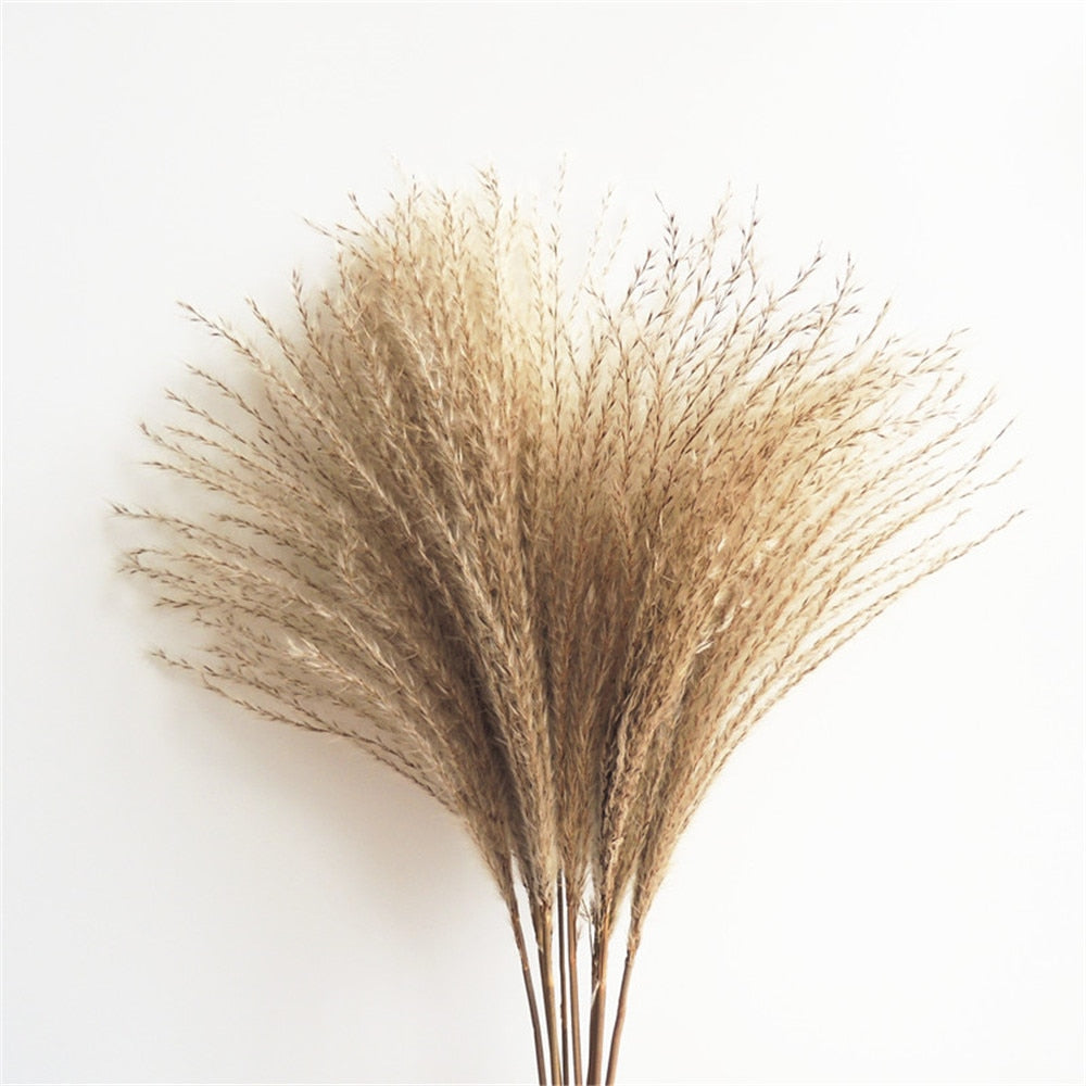 Dried Pampas Grass