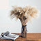 Dried Pampas Grass