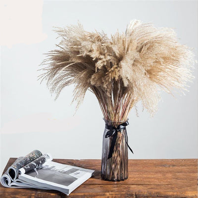 Dried Pampas Grass