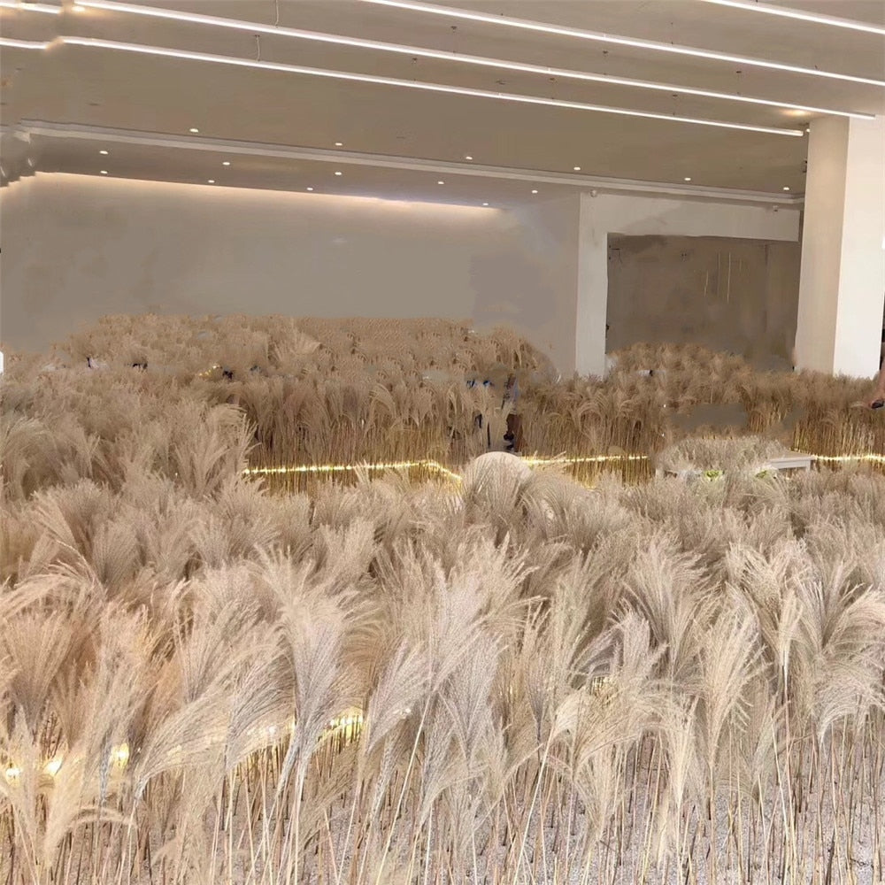 Dried Pampas Grass