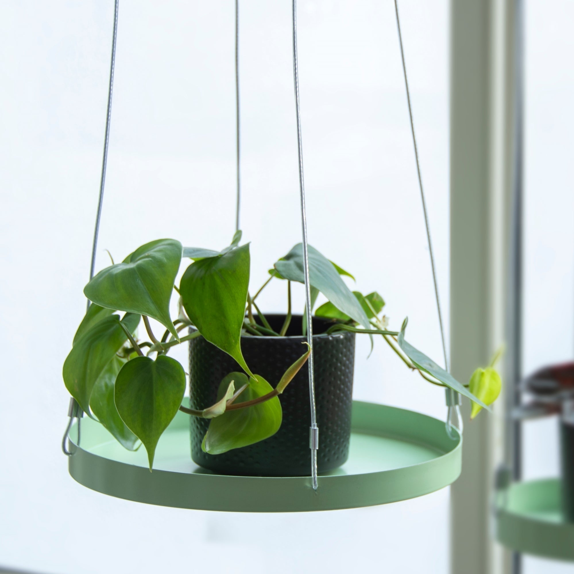Window Hanging Tray – Indoor/Outdoor Plant Display 
