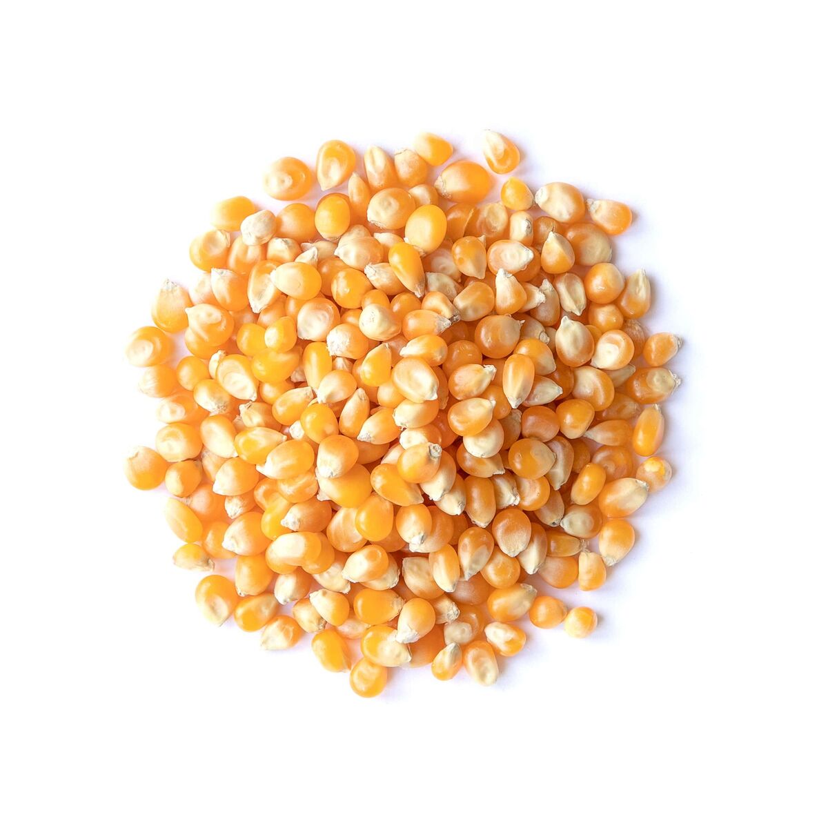 50 lbs Bulk Premium Organic Yellow Popcorn Kernels (Product of Canada) 