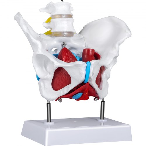 VEVOR Pelvic Floor Model, Scientific Anatomy Model, Colored Female Pelvis with 4 Removable Parts, Pelvic Floor Muscles and Reproductive Organs, Pelvic Model Female with Muscles, Life Size Pelvis Model