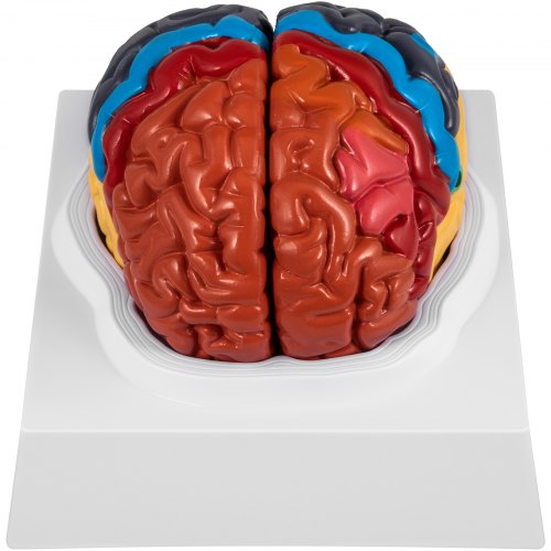 VEVOR Human Brain Model Anatomy 2-Part Model of Brain Color-Coded Life Size Human Brain Anatomical Model with Display Base Brain Teaching Anatomy of Brain for Science Classroom Study Display Teaching