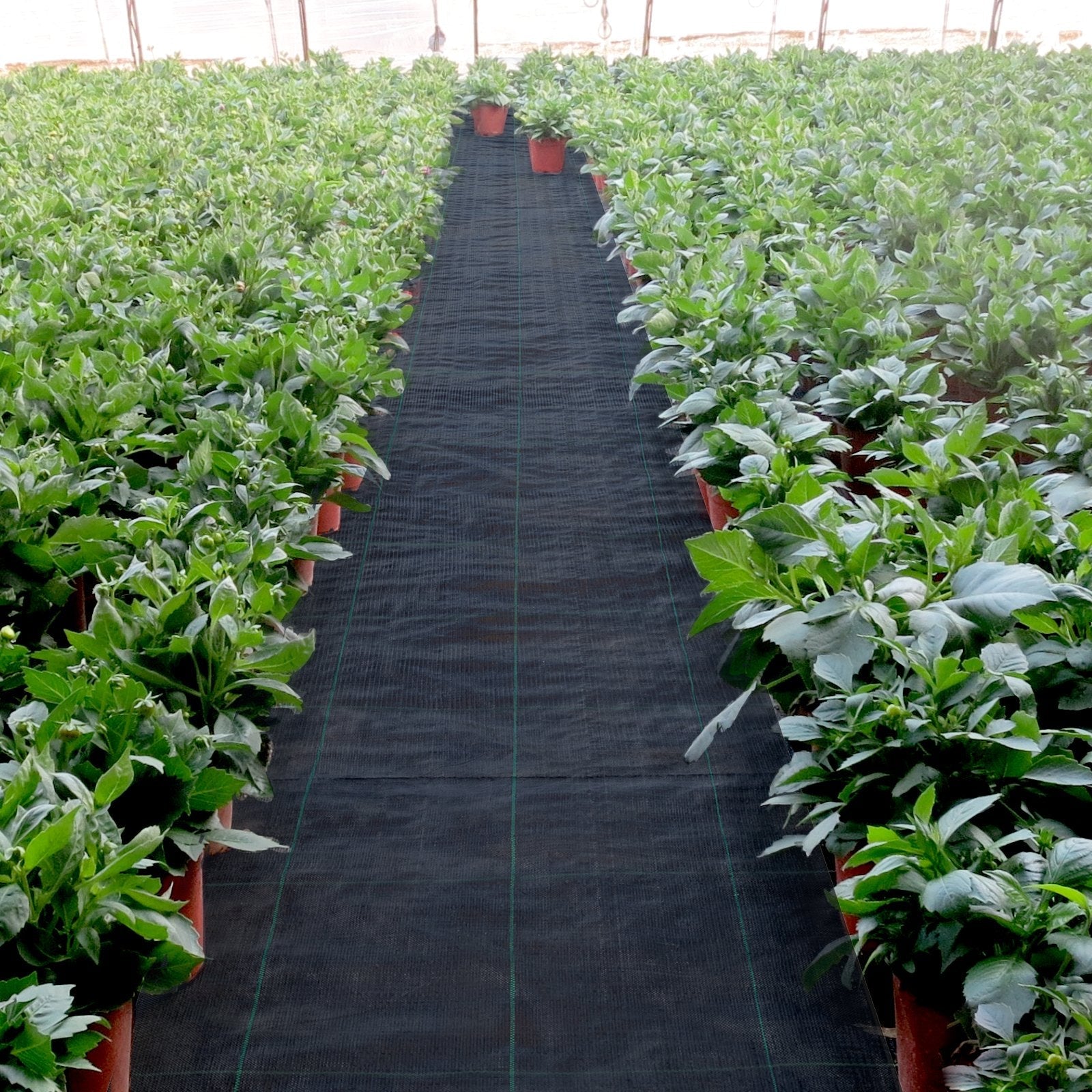 VEVOR 3FTx50FT Premium Weed Barrier Fabric Heavy Duty 5OZ, Woven Weed Control Fabric, High Permeability Good for Flower Bed, Geotextile Fabric for Underlayment, Polyethylene Ground Cover 