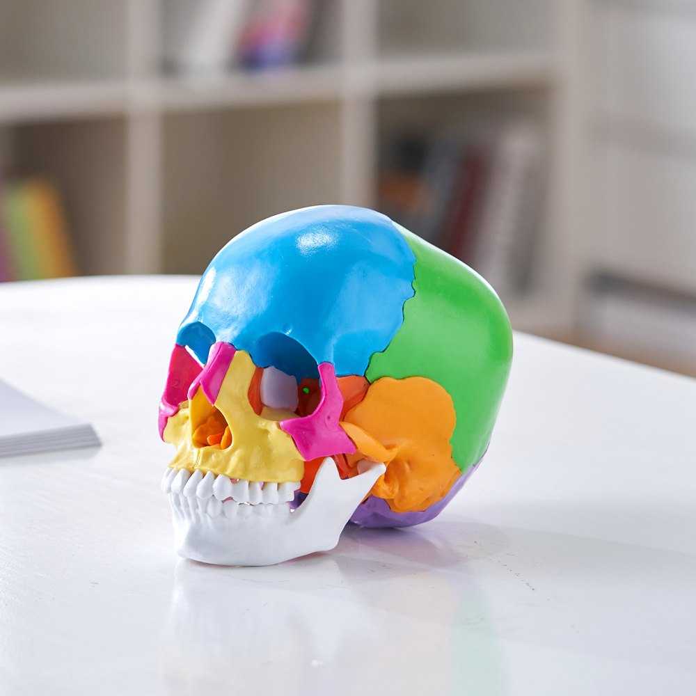 VEVOR Human Skull Model, 22 Parts Human Skull Anatomy, Life-Size Painted Anatomy Skull Model, PVC Anatomical Skull, Detachable Learning Skull Model, for Professional Teaching, Researching and Learning 